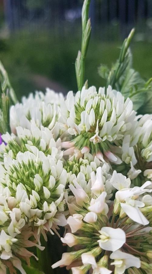 Это божественно!  Даже очаровательно. 02