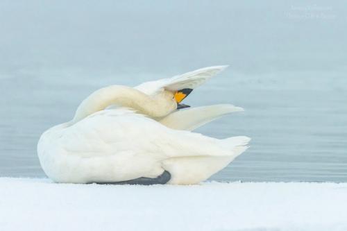 На днях петербуржцу удалось сфотографировать очень редких краснокнижных лебедей - кликунов! 03