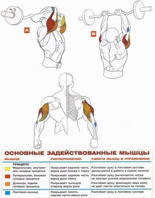 Трицепс: основные упражнения анатомия! 01
