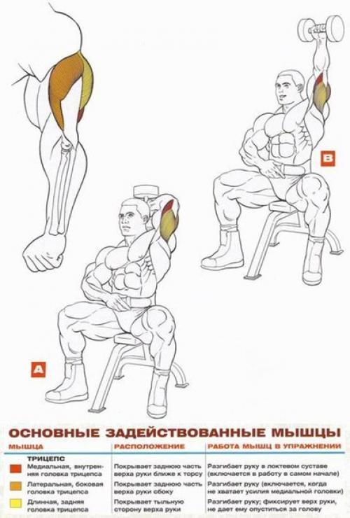 Трицепс: основные упражнения анатомия! 04
