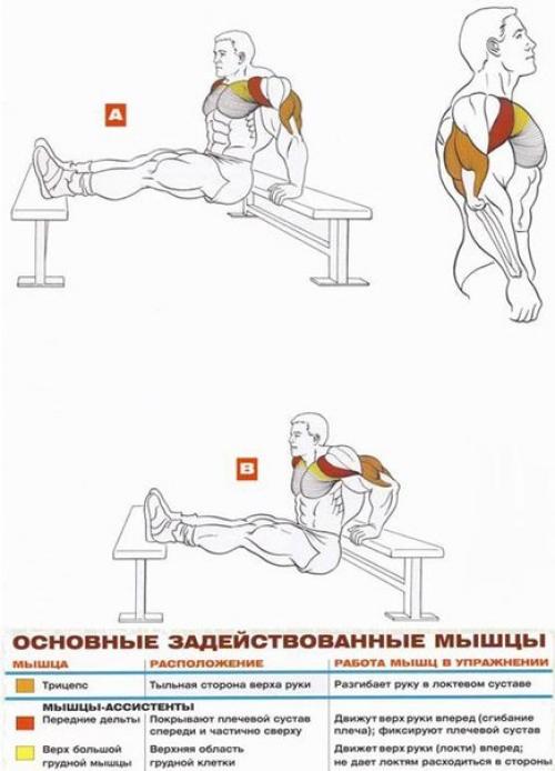 Трицепс: основные упражнения анатомия! 06