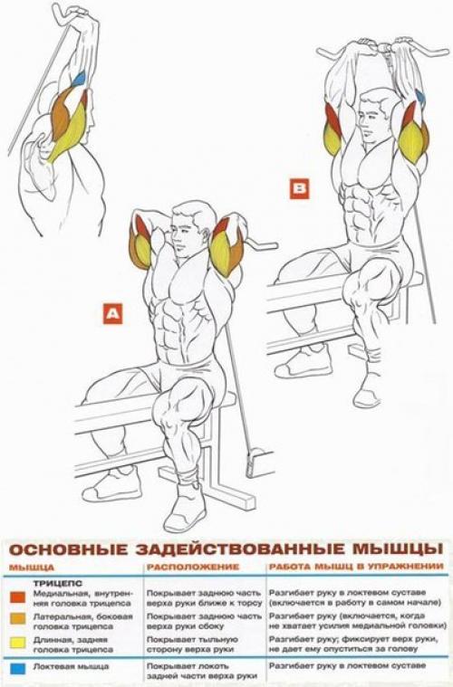 Трицепс: основные упражнения анатомия! 07