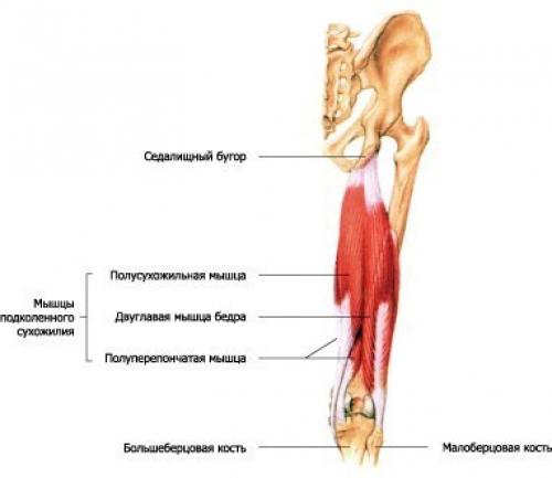 Анатомия приседаний.   Мы начнем с работы мышц. 03