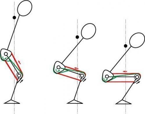 Анатомия приседаний.   Мы начнем с работы мышц. 05
