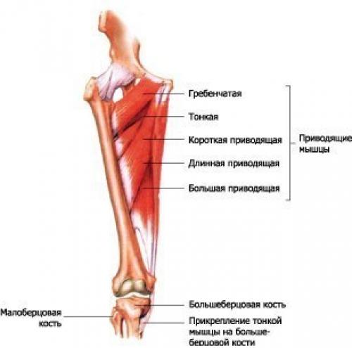 Анатомия приседаний.   Мы начнем с работы мышц. 04
