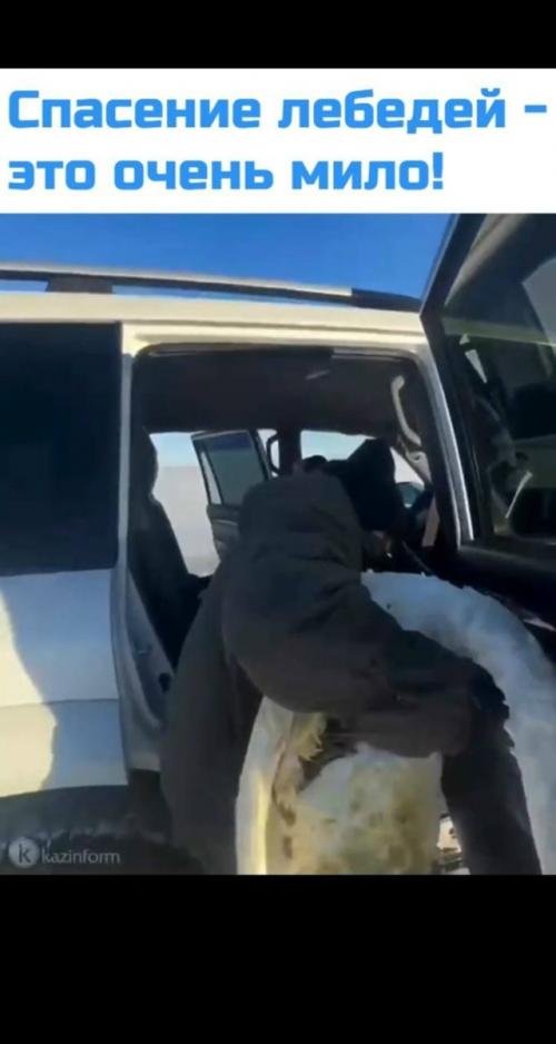 Милота дня: житель Казахстана спас пару лебедей, преданных друг другу, из ледяной ловушки. 01