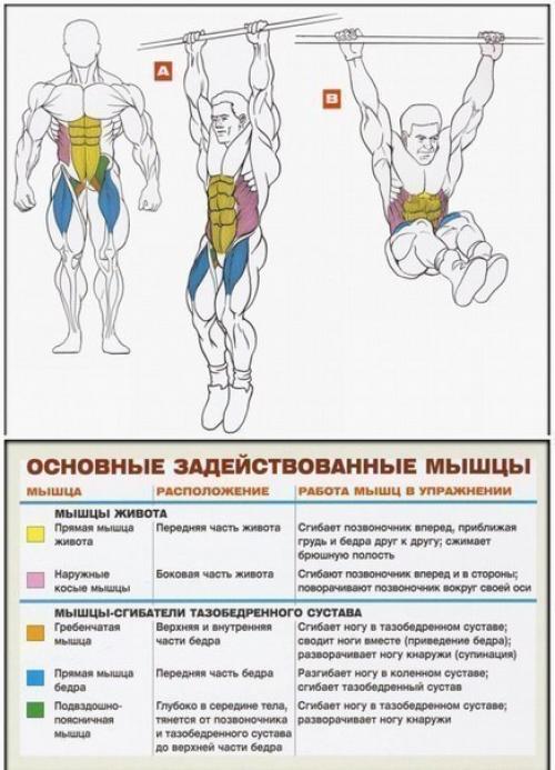 Брюшной пресс: основные упражнения анатомия! 07