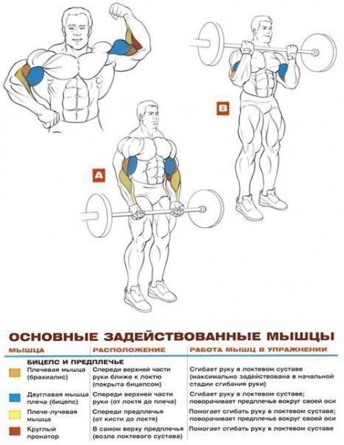 Бицепсы титана: упражнения анатомия. 08