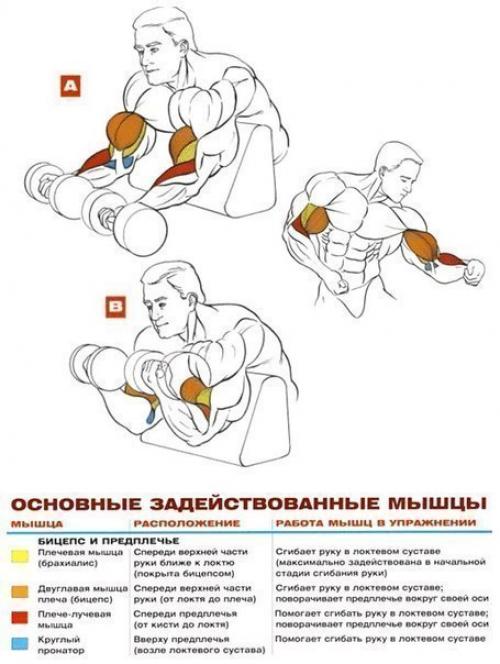Бицепсы титана: упражнения анатомия. 07