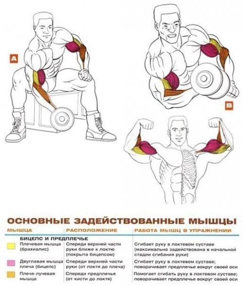 Бицепсы титана: упражнения анатомия. 02