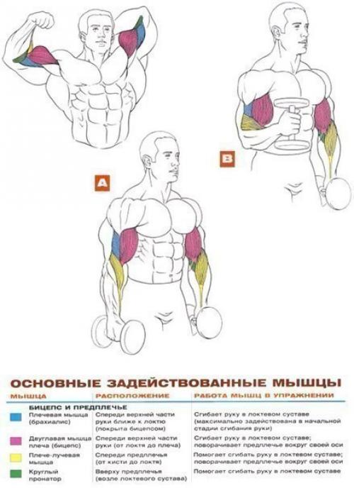 Бицепсы титана: упражнения анатомия. 05