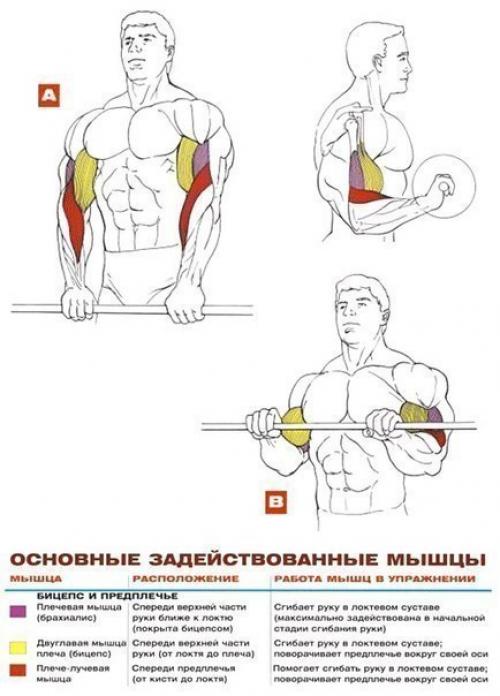 Бицепсы титана: упражнения анатомия. 03
