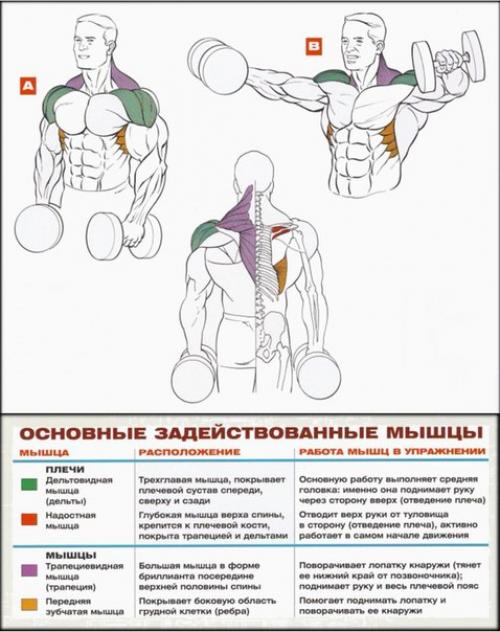 Как накачать большие плечи? 05