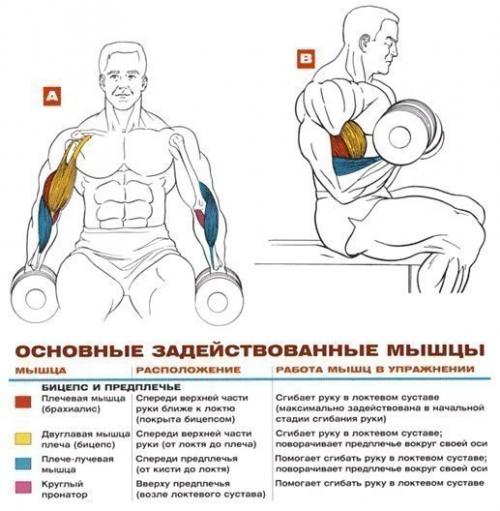Бицепсы титана: упражнения анатомия. 09