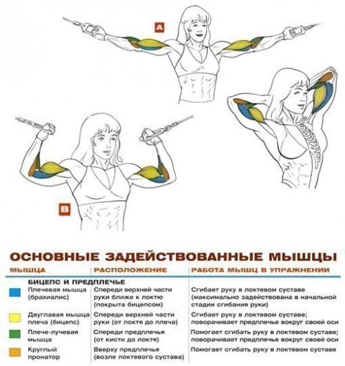 Бицепсы титана: упражнения анатомия. 06