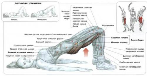 Секреты тренировки ягодиц. 04 Секреты тренировки ягодиц. 04