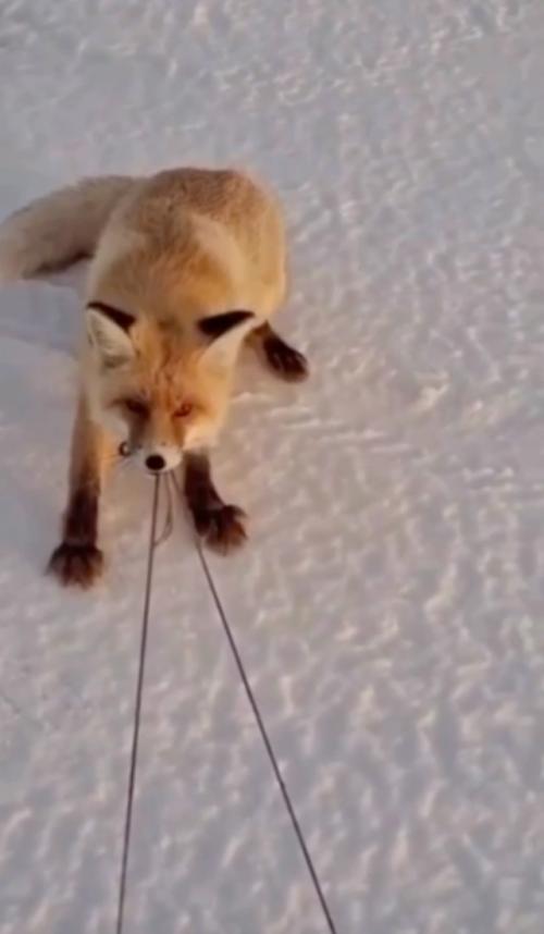 В окрестностях астаны действует группа пушистых воров. 

