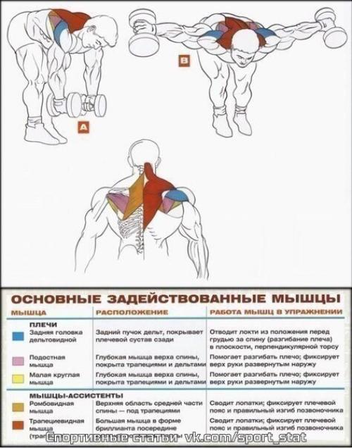 Стратегия тренировки массивных плеч. 06 Стратегия тренировки массивных плеч. 06