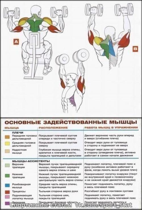 Стратегия тренировки массивных плеч. 04 Стратегия тренировки массивных плеч. 04