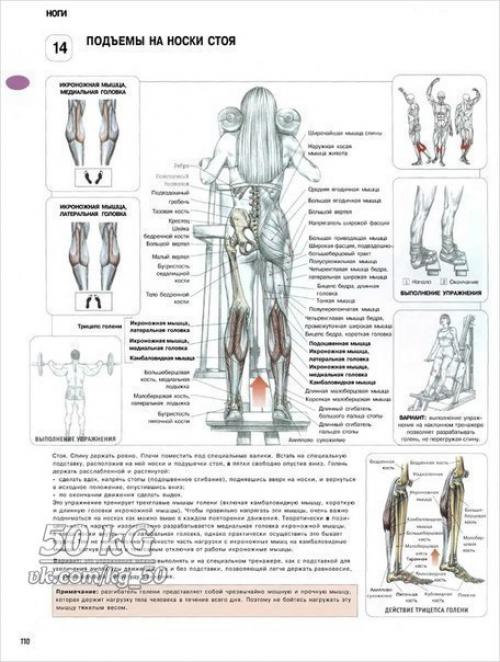 Ноги!  Только лучшее анатомия. 01