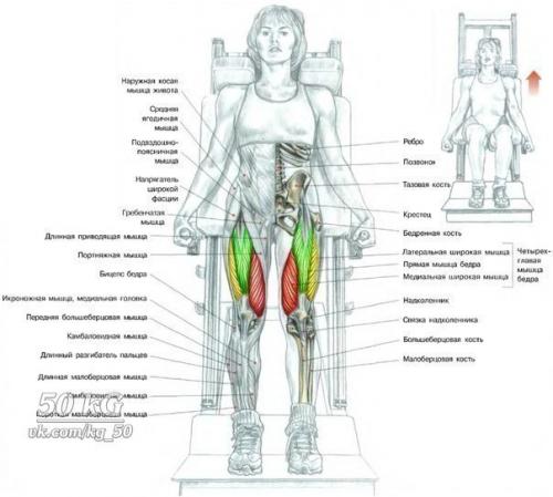 Ноги!  Только лучшее анатомия. 06
