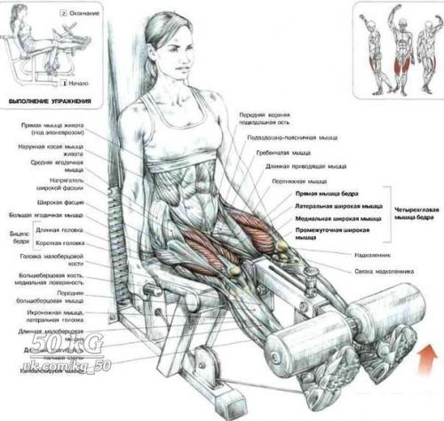 Ноги!  Только лучшее анатомия. 08