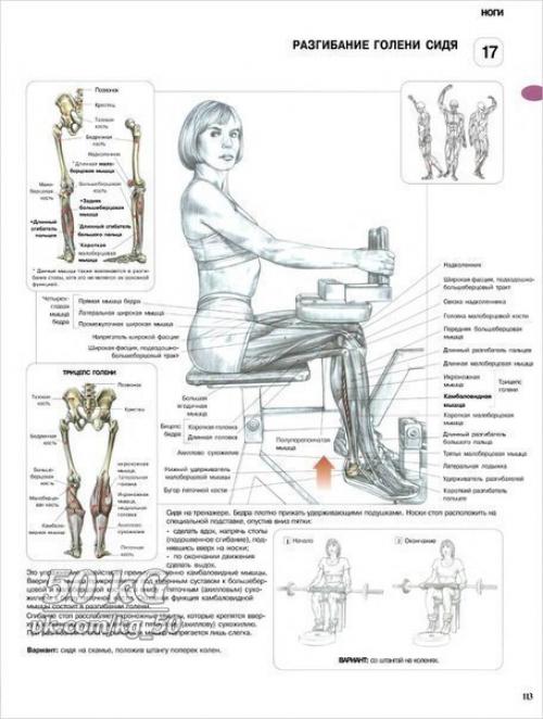 Ноги!  Только лучшее анатомия. 09