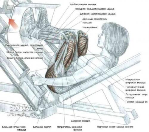 Ноги!  Только лучшее анатомия. 07