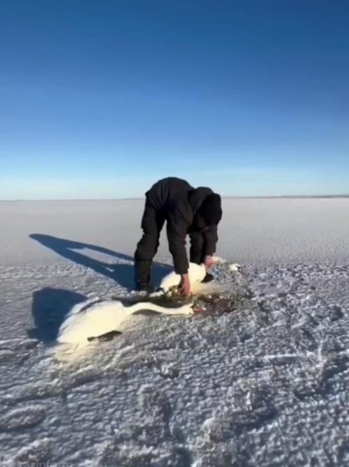 Милый случай дня: казахский мужчина спас пару влюблённых лебедей, оказавшихся в опасности на замёрзшем озере. 01