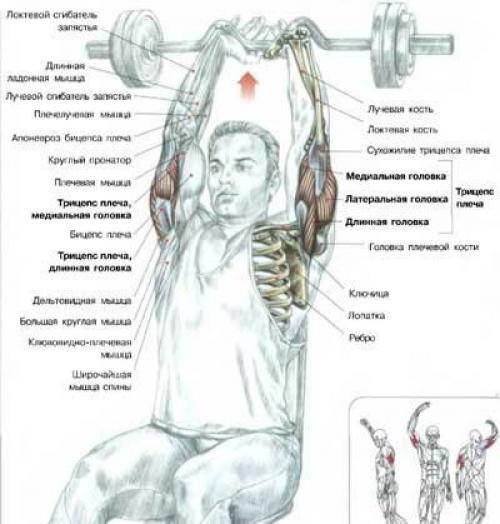 Огромный трицепс: анатомия и упражнения. 06