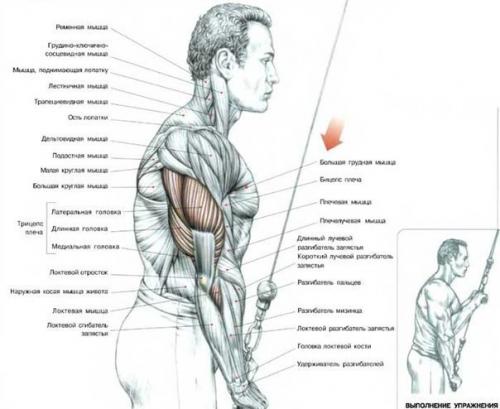 Огромный трицепс: анатомия и упражнения. 01