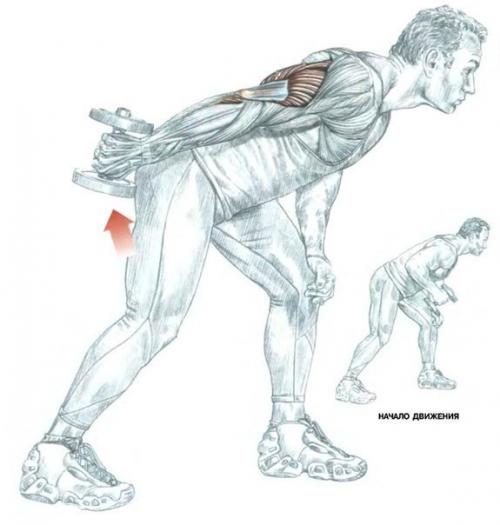 Огромный трицепс: анатомия и упражнения. 04