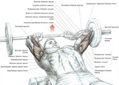 Огромный трицепс: анатомия и упражнения. 03