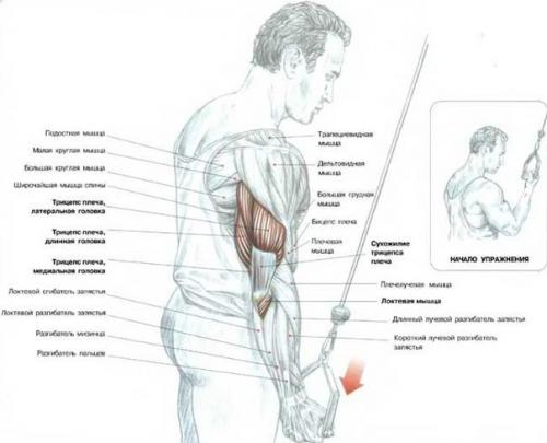 Огромный трицепс: анатомия и упражнения. 05