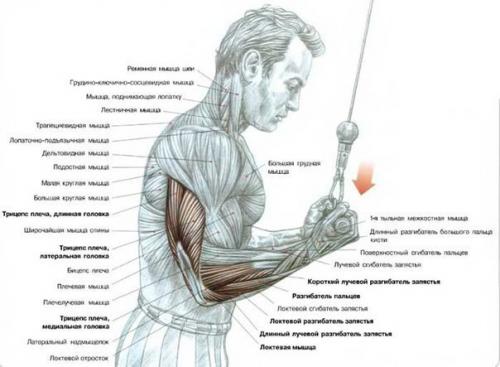 Огромный трицепс: анатомия и упражнения. 02