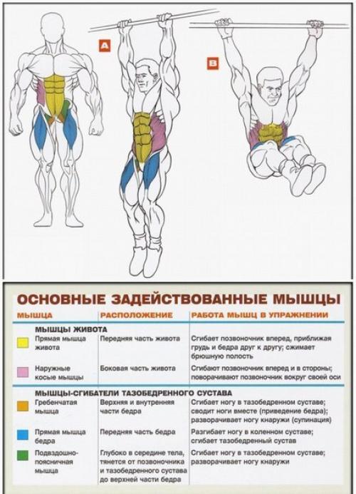 Брюшной пресс: основные упражнения анатомия! 02