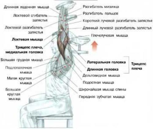 Огромный трицепс: анатомия и упражнения. 07