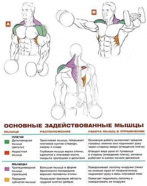 Дельтовидные мышцы: комплекс упражнений анатомия! 06