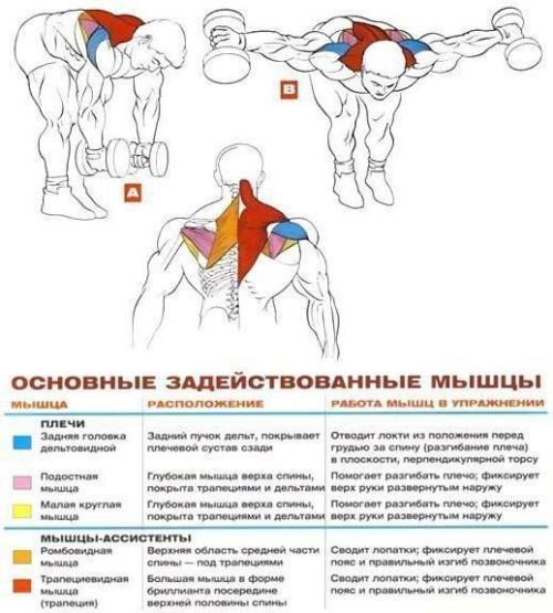 Дельтовидные мышцы: комплекс упражнений анатомия! 04
