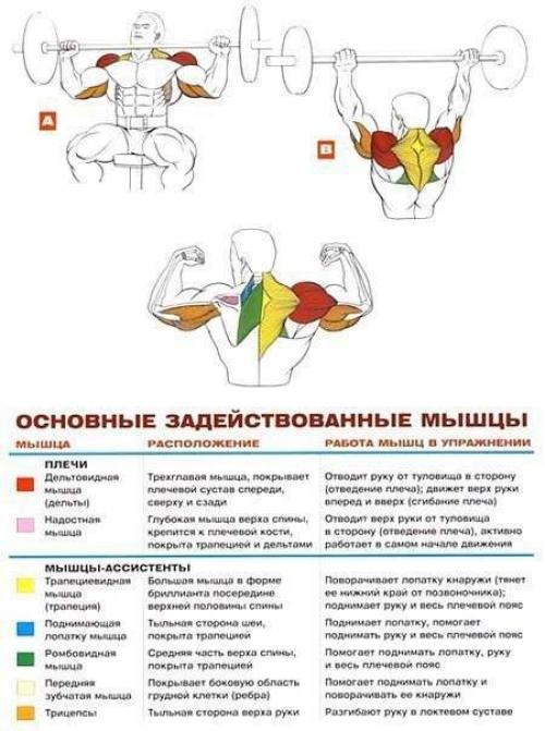 Дельтовидные мышцы: комплекс упражнений анатомия! 05