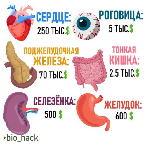 Сколько стоит тело человека? 02