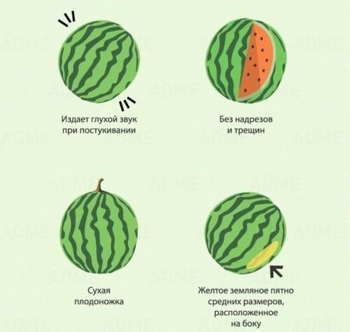 Мы выбираем правильно арбуз и дыню. 02