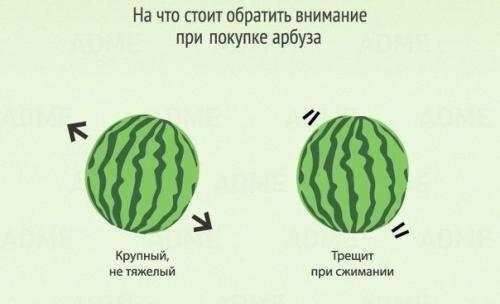 Мы выбираем правильно арбуз и дыню. 01
