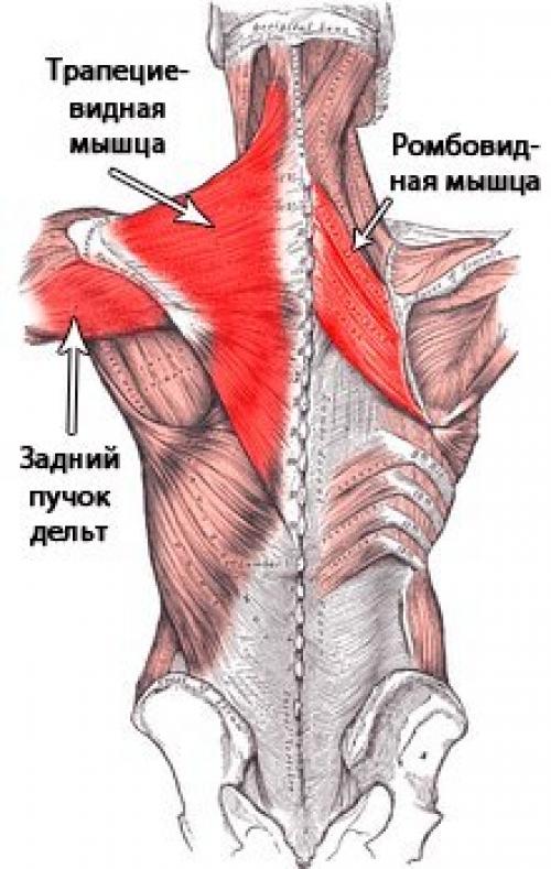 Укороченные мышцы сгибатели бедра