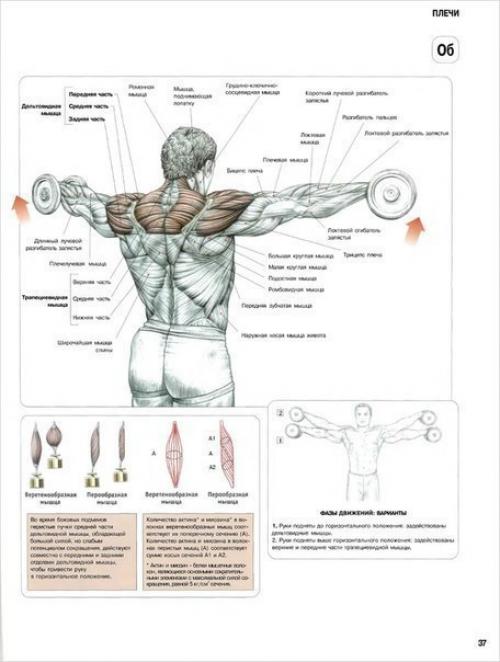 Программа тренировки дельт. 04
