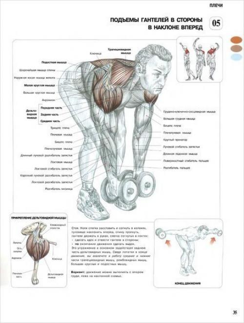 Программа тренировки дельт. 05