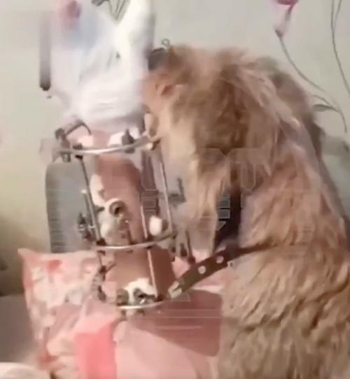 Эти кадры у вас слёзы вызовут.  