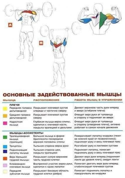 Дельтовидные мышцы комплекс упражнений анатомия! 08