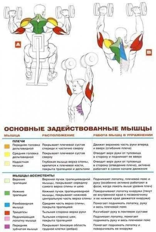 Дельтовидные мышцы комплекс упражнений анатомия! 03