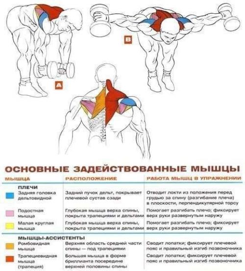 Дельтовидные мышцы комплекс упражнений анатомия! 04